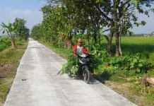 Usaha Ternak Makin Lancar, Warga Puji Jalan Baru Program TMMD Sragen