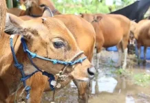 Jelang Idul Adha, Dispertan Karanganyar Awasi Lalu Lintas Hewan Kurban