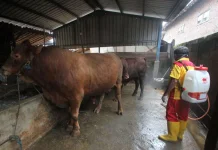 Cegah PMK Jelang Idul Adha, Vaksinasi Ternak di Karanganyar Capai 5 Ribu Ekor