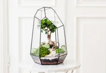 Terarium, Dekorasi Mini yang Menenangkan