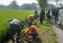 Satgas TMMD Tanam 500 Pohon di Sidikan