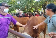 drh. Keki Riza Murty,  "Srikandi" Penjaga Gerbang Syariat di Pasar Hewan Bekonang