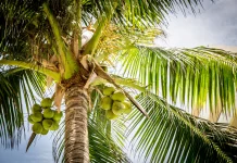 Tanaman yang Masih Berfamili dengan Kelapa