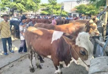 Kapolres Klaten Pantau Pasar Hewan; Waspada Potensi Peredaran Uang Palsu