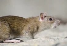 Waspada Hantavirus di Indonesia: Gejala Mirip DBD dan Serang Ginjal