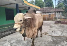 Sapi Bima Seta Hampir 1 Ton dari Klaten Dibeli Presiden Prabowo untuk Hewan Kurban