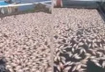 Ribuan Ikan di Waduk  Cengklik Mati ,  Rugikan Peternak