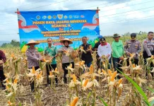 Panen Raya Jagung di Nguter, Polres Sukoharjo Dukung Swasembada Pangan Nasional