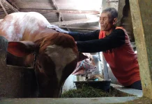 Kisah Mbah Hadi dan 'Glendoh', Sapi Raksasa Sragen yang Memikat Hati Presiden Prabowo
