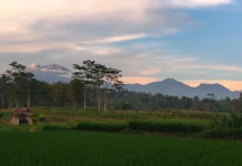 Lahan Kedelai Lokal di Sragen Menyusut Drastis, Kalah Pamor Intensifikasi Padi