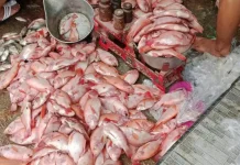 Cuaca Ekstrem Picu Upwelling, Puluhan Ton Ikan di Waduk Cengklik Boyolali Mati