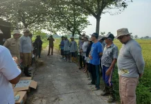 Serangan Hama Tikus Merajalela, Para Petani Malangjiwan Klaten Alami Kerugian