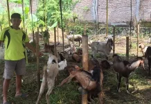 Pedagang Hewan Kurban Tiban Mulai Menjamur di Adi Soecipto, Solo jelang Idul Adha