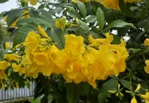 Alasan Bunga Terompet Kuning Sering Disebut Sakura Tropis
