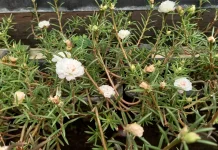 Persilangan Bunga Cantik Manis (Mirabilis Jalapa) dengan Keunikan Warnanya