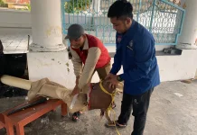 DPD Juleha Kota Solo Kembali Gelar Sangu Njagal, Jaga Syariat Penyembelihan Qurban