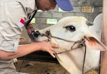 Bupati dan Wabup Karanganyar Sumbang 2 Sapi ke Masjid Madaniyah, Berat 300 Kilogram