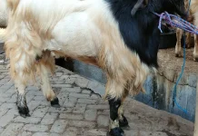 Semarak Pedagang Kambing Musiman Jelang Iduladha