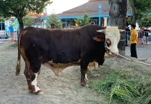 Sapi Bambang Milik Presiden Prabowo Tiba di Masjid Agung Solo