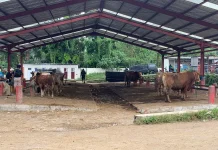 Disnakkan Boyolali Terjunkan Petugas Pendampingan Penyembelihan Hewan Qurban