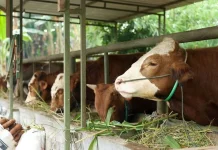 Kurban Sehat Demi Ibadah Berkualitas