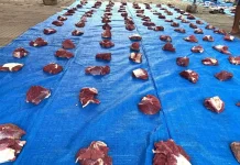 Kenapa Daging Kurban Sering Alot