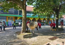 Bupati Klaten Serahkan Hewan Kurban Bantuan Presiden di Masjid Raya