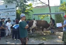 Gibran Kirim Sapi Simental 800 Kg ke Ponpes Singo Ludiro