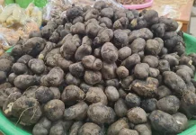 Manfaat Kentang Hitam Mendukung Kesehatan Tubuh Secara Alami