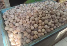 Manfaat Bawang Lanang Menunjang Kesehatan Tubuh Secara Alami