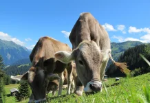 Fakta Menarik Kehamilan Sapi yang Jarang Diketahui