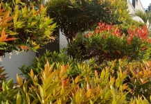 Fakta Buah Pucuk Merah ternyata Bisa Dikonsumsi