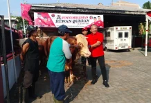 Iduladha 1447 H, DPC PDIP Karanganyar Sembelih Tujuh Sapi
