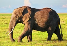 Fakta Unik Kehidupan Gajah yang Jarang Diketahui