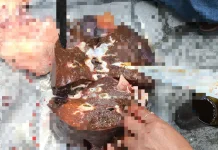 Belasan Ekor Sapi di Klaten Terkena Infeksi Cacing Hati
