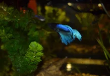Ikan Cupang yang Suka Rebahan di Daun, Normal atau Tanda Masalah