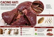 Kasus Cacing Hati Masih Ditemukan Pada Hewan Kurban Wonogiri