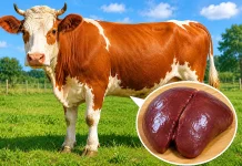 Disnakkan Boyolali Temukan 12 Daging Kurban Mengandung Cacing
