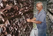 Panen Raya Jamur Kuping Dongkrak Ekonomi Warga