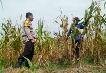 Polres Sragen Kawal Ketahanan Pangan Desa Melalui Panen Jagung 1,4 Ton di Sambirejo