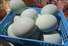 Kandungan Vitamin Telur Asin dan Manfaatnya buat Kesehatan Tubuh