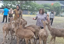 Wawali Solo Pastikan 31 Rusa Sriwedari Sehat, Siapkan Penataan serta Penangkaran