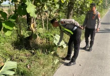 Diduga Korban Tabrak Lari, Pria Lansia Ditemukan Tewas di Sumberlawang Sragen