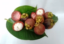 Buah Asli Indonesia yang diburu Dunia