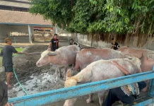 Kebo Bule Kiai Slamet Siap Pimpin Kirab Sakral