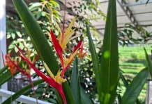 Fakta Menarik Tanaman Pisang Hias yang Perlu Diketahui