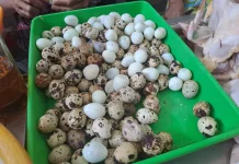 Seberapa Penting Konsumsi Telur Puyuh Bagi Kesehatan Tubuh
