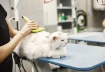 Grooming Bukan Sekadar Mandi, Ini Kunci Menjaga Kesehatan Hewan Peliharaan