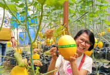 Liburan Sekolah, Wisata Petik Melon di Polokarto Diserbu Pengunjung