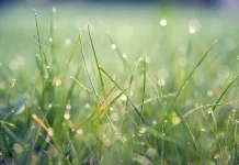 Mengapa Rumput Tetap Bisa Tumbuh meski Tidak Ditanam